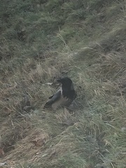 Corvus cornix