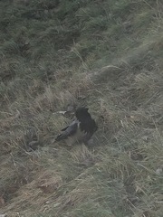 Corvus cornix