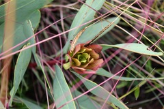 Leiocephalae