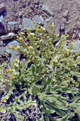 Alkanna orientalis