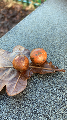 Cynips quercusfolii