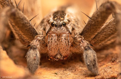 Pseudomicrommata longipes