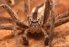 Pseudomicrommata longipes