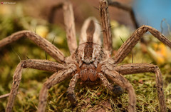 Pseudomicrommata longipes