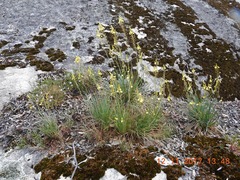 Bulbine glauca