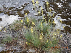 Bulbine glauca