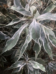 Graptophyllinae