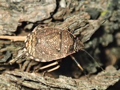 Platycoris rugosus