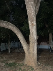 Cinnamomum parthenoxylon