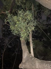 Cinnamomum parthenoxylon