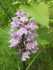Dactylorhiza fuchsii