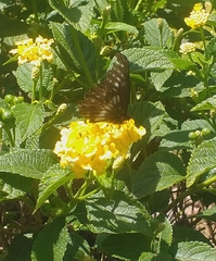 Catasticta nimbice