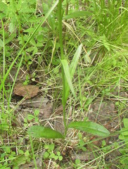 Dactylorhiza fuchsii