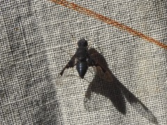 Anthrax dolabratus