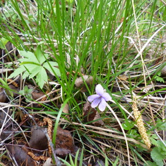 Viola epipsila