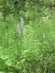 Dactylorhiza fuchsii
