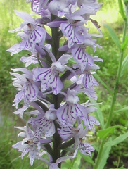Dactylorhiza fuchsii