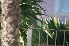Passer domesticus × italiae