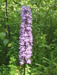 Dactylorhiza fuchsii
