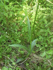 Dactylorhiza fuchsii