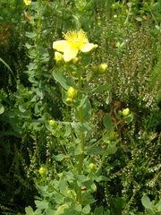 Hypericum maculatum maculatum
