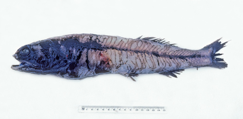 Herwigia kreffti