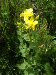 Hypericum maculatum maculatum