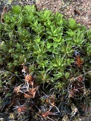 Syntrichia montana