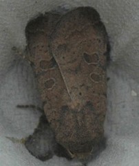 Hoplodrina blanda