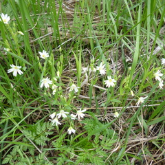 Rabelera holostea