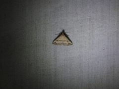 Tetanolita borgesalis