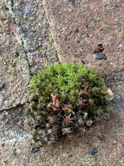 Syntrichia montana