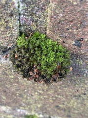Syntrichia montana