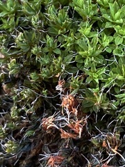 Syntrichia montana