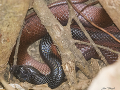 Pseudoboa nigra