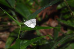 Nesiostrymon calchinia
