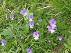 Viola lutea lutea