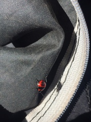 Brontocoris nigrolimbatus