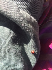 Brontocoris nigrolimbatus