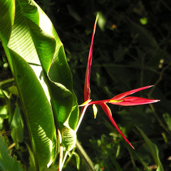 Heliconia subulata