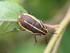 Agonosoma flavolineatum