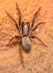 Trephopoda kannemeyeri