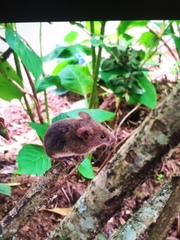 Oligoryzomys longicaudatus