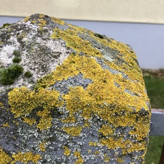 Xanthoria parietina