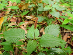 Acalypha multicaulis