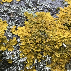 Xanthoria parietina