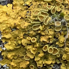 Xanthoria parietina