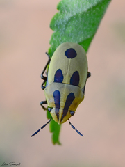 Agonosoma flavolineatum