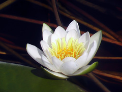 Nymphaea tetragona