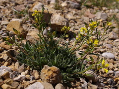 Draba aurea